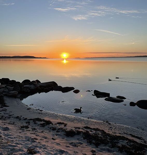 Solnedgang med ænder